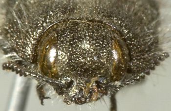 Media type: image;   Entomology 24416 Aspect: head frontal view